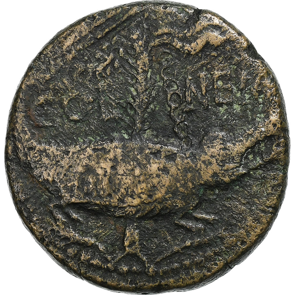 Augustus, 
  
  Gibi, 
  
  10-14